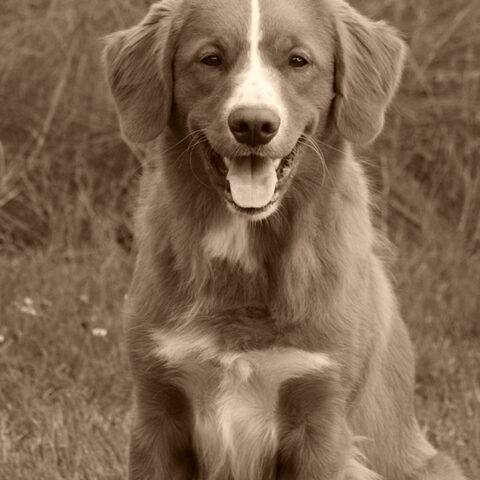 Flynn